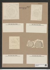 Stephanopyxis turris v. intermedia Grun. (de-Toni-Nr.: Genus 187, Species 4624) Zeichnungen Sammlung Grunow Nr. 8252 (NHMW-BOT-W0377647)